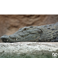 خانواده کروکودیل ها Crocodylidae